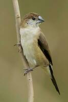 Vogel Fotografie, Vogel Bilder, die meisten schön Vogel Fotografie, Natur Fotografie foto