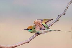 Vogel Fotografie, Vogel Bilder, die meisten schön Vogel Fotografie, Natur Fotografie foto