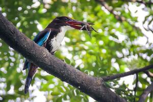 Vogel Fotografie, Vogel Bilder, die meisten schön Vogel Fotografie, Natur Fotografie foto