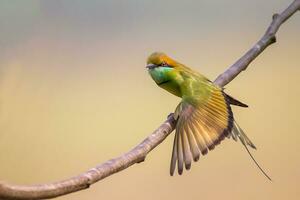 Vogel Fotografie, Vogel Bilder, die meisten schön Vogel Fotografie, Natur Fotografie foto