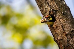 Vogel Fotografie, Vogel Bilder, die meisten schön Vogel Fotografie, Natur Fotografie foto