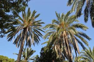 Palme wächst auf der Insel Rhodos in Griechenland foto