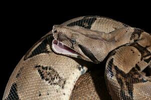 ular sanca oder Malayopython reticulatus Schlange foto