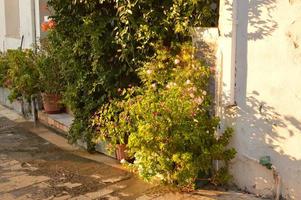 Blumen wachsen in Tonvasen auf den Straßen von Rhodos in Griechenland foto