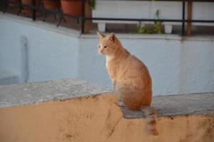 Katzen und Katzen auf der Insel Rhodos in Griechenland foto