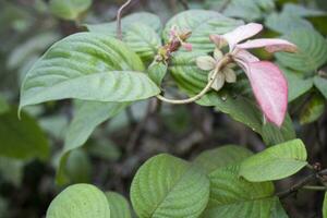 mussaenda Erythrophylla Blume im blühen foto