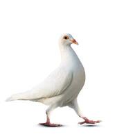 Weiß Feder Taube Vogel behalten Gehen isolieren Weiß Hintergrund foto