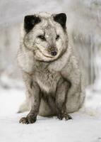 Porträt von Arktis Fuchs im Schnee foto