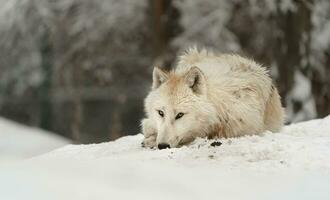 Porträt von Arktis Wolf im Schnee foto