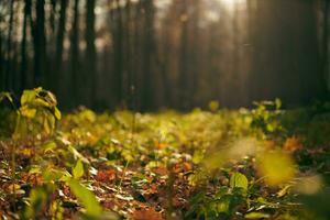 sonnige Herbstwaldlandschaft foto