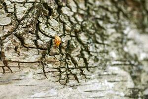 Gelb Marienkäfer auf Birke Baum foto