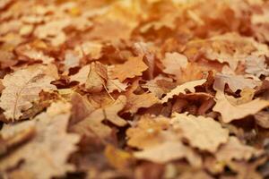 Herbstlaub im Stadtpark foto