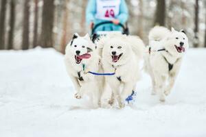 Samojeden-Schlittenhunderennen foto