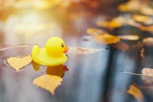 Entenspielzeug im Herbst Pfütze mit Blättern foto