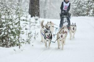 Husky-Schlittenhunderennen foto