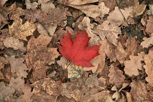 rotes Herbstblatt auf gelbem Laubhintergrund foto