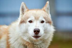 Husky-Hundeporträt foto