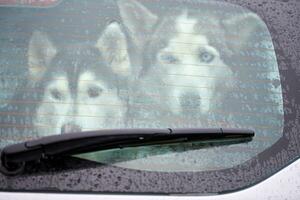 Husky-Hund im Auto foto