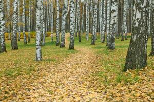 herbstlicher Waldwanderweg foto