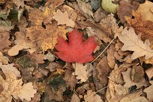 rotes Herbstblatt auf gelbem Laubhintergrund foto