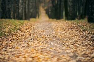 herbstlicher Waldwanderweg foto