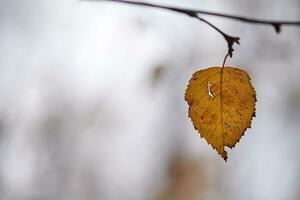 Herbstblatt auf Ast, Kopierraum foto