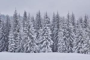 feenhafte Winterlandschaft mit Tannen und Schneefall. Weihnachtsgrüße Konzept