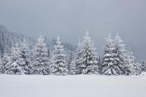tolles Winterfoto in den Karpaten mit schneebedeckten Tannen. bunte Outdoor-Szene, Frohes neues Jahr-Feier-Konzept. künstlerischer Stil nachbearbeitetes Foto