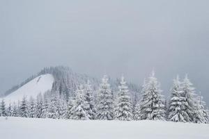 tolles Winterfoto in den Karpaten mit schneebedeckten Tannen. bunte Outdoor-Szene, Frohes neues Jahr-Feier-Konzept. künstlerischer Stil nachbearbeitetes Foto