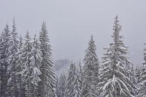 feenhafte Winterlandschaft mit Tannen und Schneefall. Weihnachtsgrüße Konzept