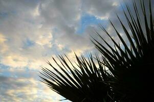 Palme Baum silhouettiert gegen das Himmel foto