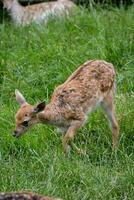 ein jung Hirsch im das Gras mit es ist Mutter foto