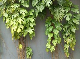 Grün tropisch Blätter von Monstera, Ranke auf das Mauer. ein Vertikale Pflanze. foto