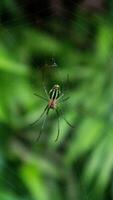 Spinne klettert auf das Netz beim das Wald foto