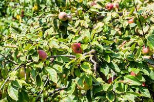 reif Rosa Äpfel unter Grün Blätter von Apfel Baum foto