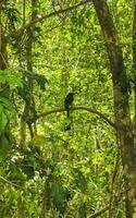 schöner bunter blauer cenote-vogel mot mot motmot in mexiko. foto