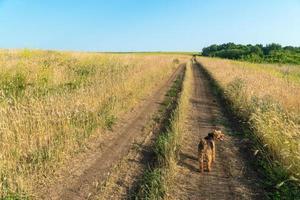 Hund auf einem Feldweg im Sommer bei Sonnenuntergang, Panoramablick auf das Tal foto