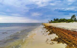 tropisch karibischer strand wasser algen sargazo playa del carmen mexiko. foto