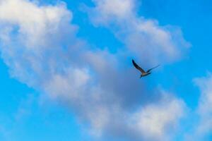fliegender möwenvogel mit blauen himmelhintergrundwolken in mexiko. foto