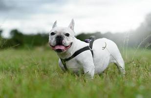 Eine weiße französische Bulldogge steht auf einem Rasen im Freien und schaut in die Kamera.