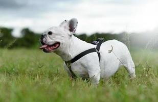 weiße französische Bulldogge, die auf Rasen im Freien steht.