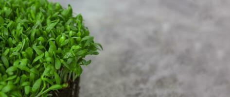 Microgreens schließen oben auf ein grau Hintergrund, Kopieren Raum. foto