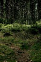 Landschaft mit ein schön Nadelbaum Wald. natürlich Hintergrund. foto