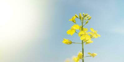 Gelb Raps Blumen auf das Hintergrund von das Blau Himmel. foto