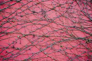 Efeu rot Mauer Textur Hintergrund Konzept Foto. alt Backstein Mauer und Herbst Schlingpflanze, Ziegel Zaun foto
