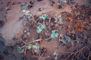 Strand Pflanzen endemisch Spezies Konzept Foto. Mittelmeer Strand. Katalonien geschützt Strand. foto
