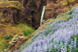 die malerischen Landschaften der Wälder und Berge Islands. Wilde blaue Lupine, die im Sommer blüht. der schönste Wasserfall foto