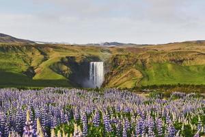 die malerischen Landschaften der Wälder und Berge Islands. Wilde blaue Lupine, die im Sommer blüht. der schönste Wasserfall foto