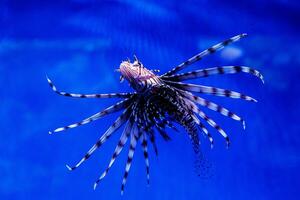 Fisch Feuerfisch - - Zebra, Pterois Volitane foto