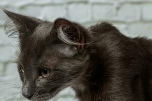schön grau Katze auf ein Backstein Mauer Hintergrund foto